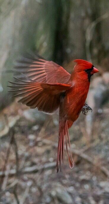 Cardinal Birds Art, Beautiful Wings, Northern Cardinal, Cardinal Birds, Red Bird, Random Thoughts, All Birds, Bird Pictures, Exotic Birds