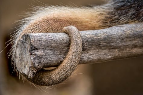 Tamandua Tail | Prehensile Tail of a young Animal Ambassador… | Flickr Prehensile Tail, Tail Aesthetic, Young Animal, Unusual Animals, Central America, Sloth, South America, San Diego, Moon