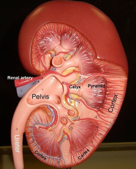 Latest Medical News 在 Instagram 上发布：“the kidneys.  they are retroperitoneal structures located on either side of abdominal aorta and vena cava inferior between 12th thoracic…” Kidney Anatomy, Abdominal Aorta, Human Body Anatomy, Medical School Studying, Human Anatomy And Physiology, Medical Terminology, Medical Anatomy, Medical Coding, Medical Studies