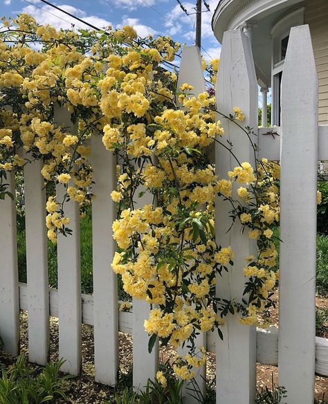 Yellow Lady Banks Rose Climbing, Rose Fence, Yellow Climbing Rose, Garden Planing, Lady Banks Rose, Front Fence, Climbing Rose, Climbing Roses, Garden Flowers