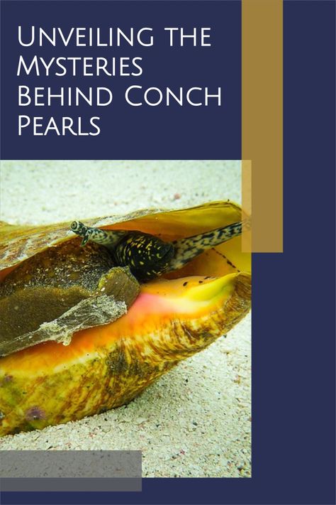 Discover the allure of conch pearls, their enchanting beauty and the mysteries they hold from our experts at M.S. Rau. Read on to learn more. Conch Pearls, Oyster Bed, Rare Pearls, Conch Pearl, Golden South Sea Pearls, Sea Snail, Rare Gems, Conch Shell, Colored Gems