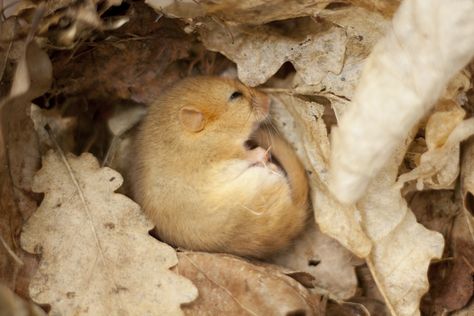 Hazel Dormouse, Mice Photography, Sleeping Dormouse, Mice Cuddling, Harvest Mouse Photography, Rodents, Woodland Animals, Science And Nature, Ecology