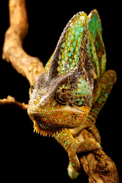 CameraCanon EOS 5D Mark II      Focal Length100 mm      Shutter Speed1/200 sec.      Aperture18      ISO/Film200        Category Macro      Uploaded February 10th 2012      Taken November 27th 2011      CopyrightMark Bridger Chameleon Habitat, Veiled Chameleon, Chameleon Lizard, Chameleon Art, Komodo Dragon, Crocodiles, Reptiles And Amphibians, Super Natural, Animals Of The World