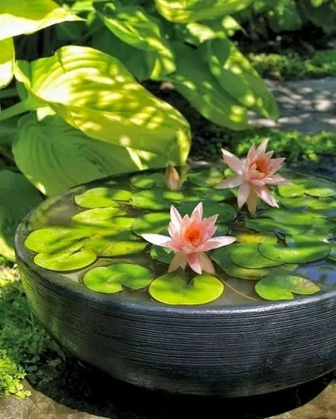 Small Water Gardens, Container Water Gardens, Backyard Ponds, Indoor Water Garden, Backyard Water Feature, Hydroponic Plants, Water Gardens, Garden Design Ideas, Fish Ponds