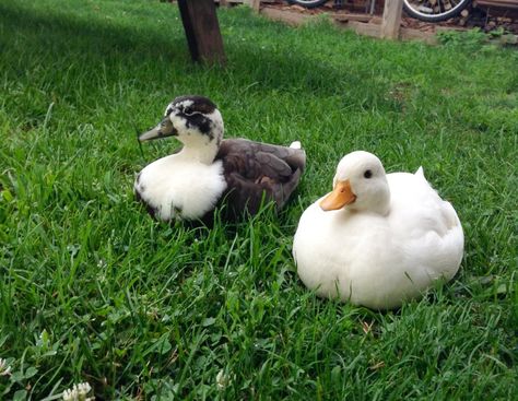 Call Duck Colors, Bantam Ducks, Call Ducks, Call Duck, Duck Breeds, Toy Duck, Raising Ducks, Duck Photo, Pet Ducks