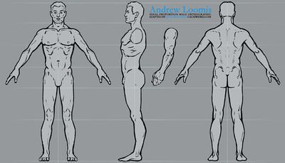 Anatomy Reference - polycount Male Proportions, Male Body Drawing, Andrew Loomis, Character Reference Sheet, Character Turnaround, V Model, Anatomy Sculpture, Pose Model, Model Sketch