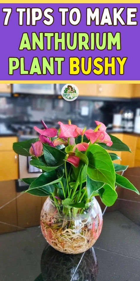 Discover 7 essential tips to make your Anthurium plant bushy and thriving!  Learn effective Anthurium plant care techniques for indoor and outdoor  settings, including how to address common issues like brown spots and leaf  health. Explore propagation methods, ideal soil types, and creative  decoration ideas for your living room or any room. Whether you’re growing  your Anthurium in water or as a hanging plant, these tips will ensure lush,  vibrant growth. Anthurium Plant Care In Water, How To Care For Anthurium Plant, Repotting Anthuriums, Anthurium In Water, Indoor Plants In Water, Wondering Jew Plant, Anthurium Plant Care, Propagation Methods, Anthurium Care