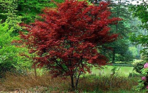 Acer palmatum ' Fireglow ' Japanese Maple Tree  Fireglow does well in hot, sunny conditions. The foliage becomes purple red suffused with green in the early fall. It was given the name 'Fireglow' because of its eye-catching color when the sun shines though the leaves. This cultivar forms an upright tree/shrub shape with many slender dark red shoots. The tree can reach 6-10 feet in 10 years, and reach 12-15 ft. overall. Patio Trees, Redbud Tree, Japanese Maple Tree, Acer Palmatum, Japanese Maple, Maple Tree, Dark Places, Shade Plants, Diy Plants