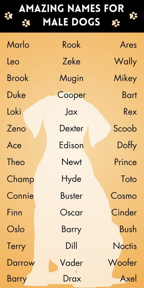 Names For Male Dogs, Pet Names For Dogs, Male Dog Names, Dog Breeds Chart, Names Male, Dog Infographic, Cute Names For Dogs, Classic Names, Helpful Things