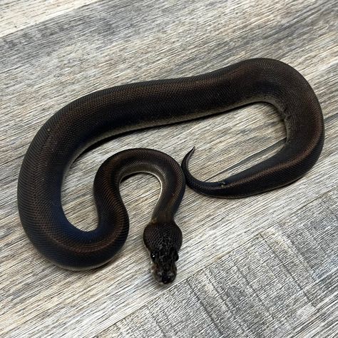 Super Black Pastel 100% Het Pied Ball Python by Superior Scales Reptiles Black Ball Python, Black Pastel Ball Python, Boop Noodle, Adorable Snakes, Pied Ball Python, Burmese Python, Python Regius, Black Pastel, Ball Python Morphs