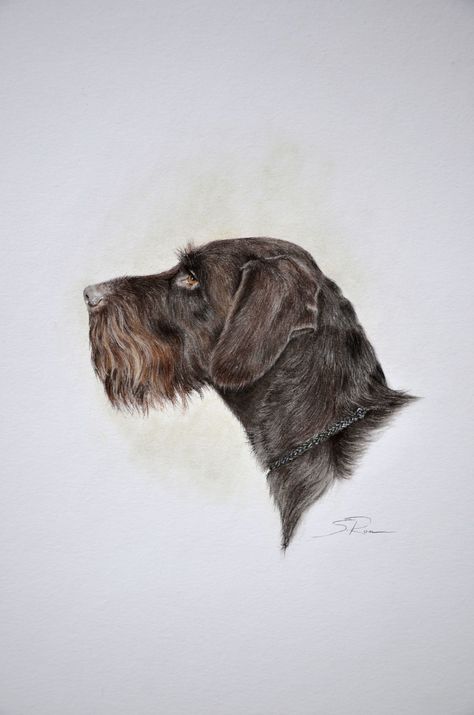 Bird Dog Training, German Wirehaired Pointer, Bird Hunting, Sketch Style, Bird Dogs, Dog Runs, Animal Sketches, Vintage Dog, Dog Drawing