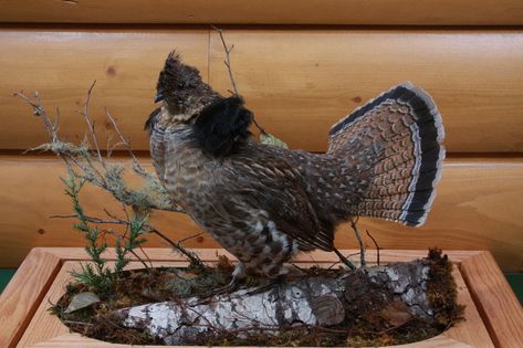 Great Grouse Mount Ideas for all Budgets Grouse Taxidermy, Hunting Mounts, Grouse Hunting, Upland Bird Hunting, Ruffed Grouse, Animal Mounts, Eastern Gray Squirrel, Bird Taxidermy, Taxidermy Display