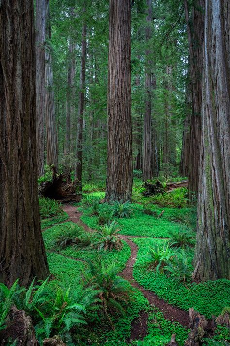 Path in the Redwoods  I love this footpath winding through the redwood trees, sword ferns and oxalis or redwood sorrel in Jedediah Smith Redwood State Park. I’m fortunate to live just a couple hours from here and try to visit each year in different seasons. I'll bet it was amazing before we cut most of them down to build decks and such stuff. Redwood Landscaping, Redwood Sorrel, Redwood Forest Wallpaper, Dawn Redwood Tree, Giant Redwood Trees, Redwoods Treewalk Rotorua, Orchard Tree, Coast Redwood, Jurassic World Fallen Kingdom