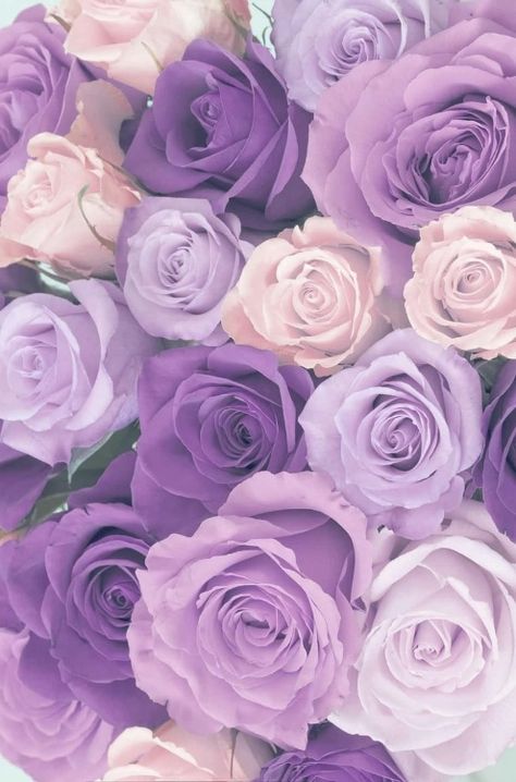 Lilac Roses Aesthetic, Lavender Aesthetic Color, Light Purple Aesthetic Pictures, Purple Rose Aesthetic, Purple Roses Aesthetic, Iphone Wallpaper Purple Flower, Light Purple Wallpaper, Roses Purple, Purple Aesthetic Background