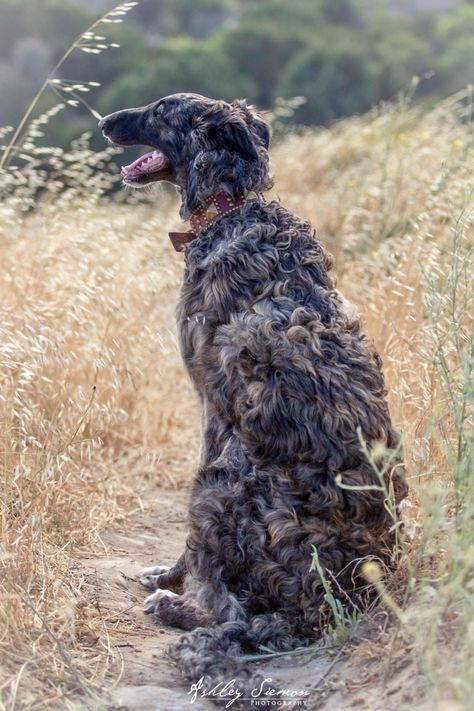 Silken Windhound, Russian Wolfhound, Borzoi Dog, Pet Puppy, Black Dog, Whippet, Daily Photo, Beautiful Dogs, Animals Friends