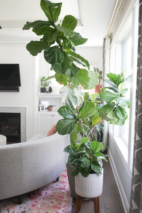 The instagram famous Fiddle Leaf Fig tree is a giant, beautiful plants. Here's everything you need to know to grow and maintain a ficus lyrata! Fiddle Leaf Tree Decor, Umbrella Plant Care, Fiddle Fig Tree, Rubber Tree Plant, Fiddle Leaf Tree, Large Indoor Plants, Fig Plant, Easy Plants To Grow, Corn Plant