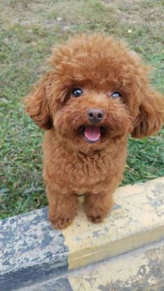 Toy Poodle Haircut, Anjing Poodle, Teacup Poodle Puppies, Toy Poodle Puppy, Poodle Haircut, Poddle, Toy Poodles, Toy Poodle Puppies, Poodle Grooming