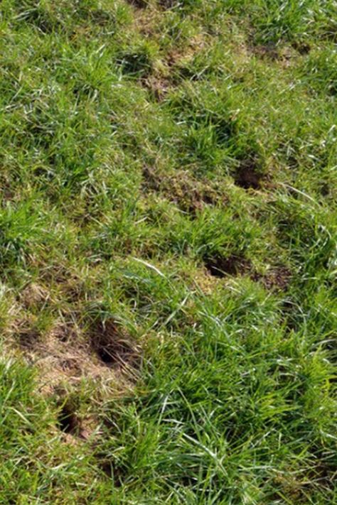 Holes in your lawn can make your yard ugly. Let's look at what causes them and how to fill the overnight small holes in your lawn. Fill In Holes In Yard, Fill Holes In Yard, Filling Holes In Yard, Mole Removal Yard, Leveling Yard, Moles In Yard, Mole Holes, Mole Repellent, Animal Eating