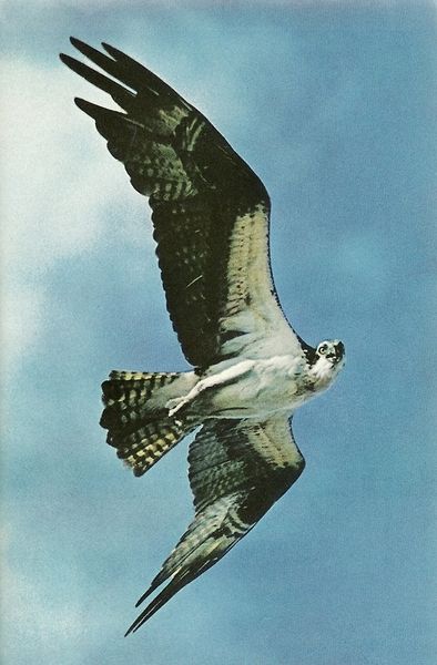 Osprey patterns a Florida sky  National Geographic | July 1969 Vintage National Geographic, National Geographic Animals, National Geographic Photography, National Geographic Magazine, Wildlife Photography, Nature Photos, National Geographic, Animal Photography, Art Inspo