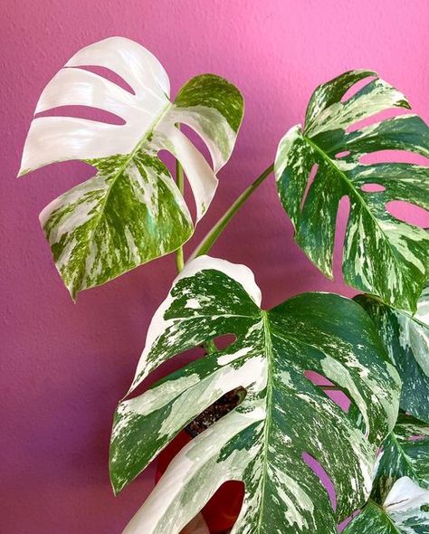 Two Plant Mamas on Instagram: "Happy monstera Monday! 🪴✨ I was just looking at our feed and thought that we share all our monsteras so often that we should probably just rename ourselves two monstera mamas! But in our defence- what can you do when they look THIS sexy?! 🙏 . *gifted by @plantlovers.eu . #monstera #monsteramonday #monsteraalbo #monsteraalbovariegata #variegation #variegatedplants #plantsofinstagram #plantstagram #plants #plantcommunity #plantcollection #houseplants #houseplants Art Study, Variegated Plants, Monstera Plant, Plant Collection, Art Studies, House Plants, Plant Leaves, Canning, Plants