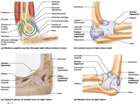 Elbow Joint: Anatomy, Movement & Muscle involvement » How To Relief Brachialis Muscle, Anatomy Movement, Elbow Anatomy, Triceps Brachii Muscle, Anatomy Help, Joints Anatomy, Radial Nerve, The Skeletal System, Ulnar Nerve