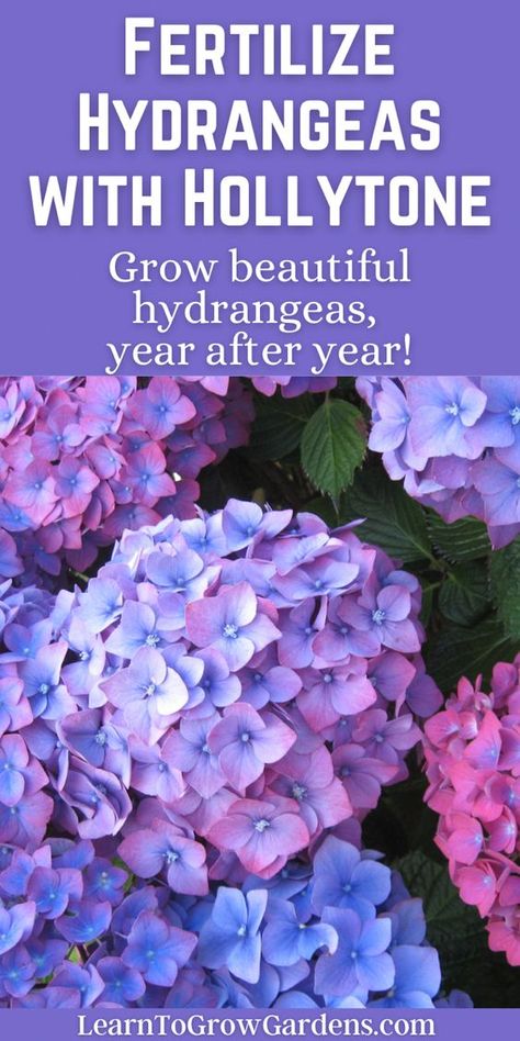 Hydrangeas need fertilizer to grow big, beautiful blooms. In our Complete Guide to Espoma Organic's Hollytone, learn how to fertilize hydrangeas and use Hollytone for all acid-loving plants, such as hollies, rhododendrons, and azaleas. Great hydrangea care how to tips that also work for Endless Summer care tips. How To Fertilize Hydrangeas, Potted Hydrangea Care, Hydrangea Fertilizer, Hydrangea Plant Care, Hydrangea Plant, Herb Growing, Plants Tips, Hydrangea Potted, Yard Flowers