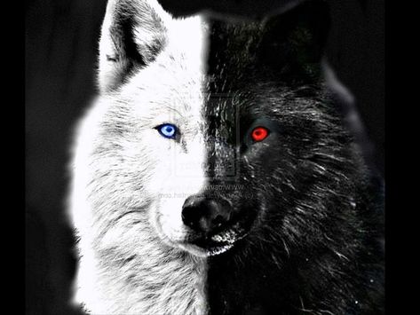 Blue Eye Quotes, Wolf With Red Eyes, Wolf Black And White, Wolf With Blue Eyes, Home Screen Wallpaper Hd, Wolf Background, Wolf Eyes, Alpha Wolf, Wolf Images