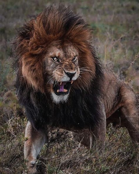 Angry Animals, Lion Photography, Lions Photos, Scary Animals, Wild Animals Pictures, Lion Pictures, Pretty Animals, Majestic Animals, African Wildlife