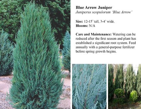 Blue Point Juniper Landscaping, Blue Arrow Juniper, Blue Point Juniper, Types Of Pine Trees, Yard Trees, Landscape Island, Shrubs For Landscaping, Colonial Garden, Trees For Front Yard