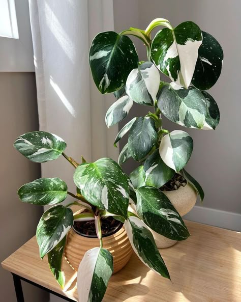 Philodendron White Princess, Princess Philodendron, White Wizard, Plant Goals, Balcony Gardening, Philodendron Plant, Dekor Diy, Inside Plants, Vertical Gardening