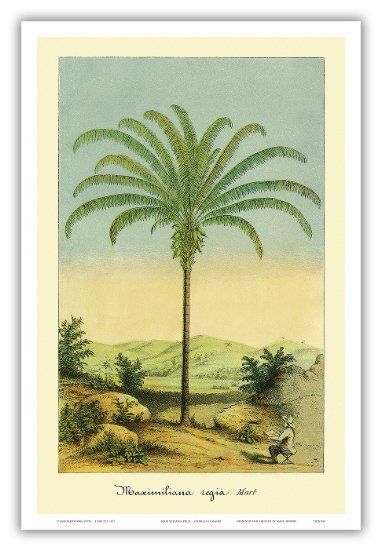 Charles Antoine Lemaire Tree Botanical Illustration, Palm Tree Illustration, Vintage Palm Tree, Travel Art Print, Hawaiian Art, Botanical Illustration Vintage, Vintage Botanical Prints, Island Art, Art Print Display