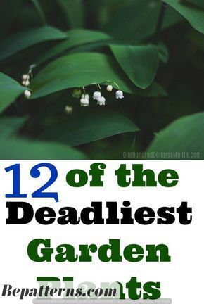 Garden Wedding Decorations | Garden Decor | Garden Inspiration Psychoactive Plants, Deadly Plants, Common Garden Plants, Poison Garden, Outdoors Ideas, Goth Garden, Vegetable Garden Diy, Poisonous Plants, Garden Wedding Decorations