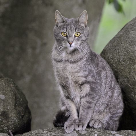 Gray Cats, Cat Tabby, Gray Tabby, Tortoiseshell Cat, Grey Kitten, Cat Reference, Cat Character, Love Animals, Like A Cat