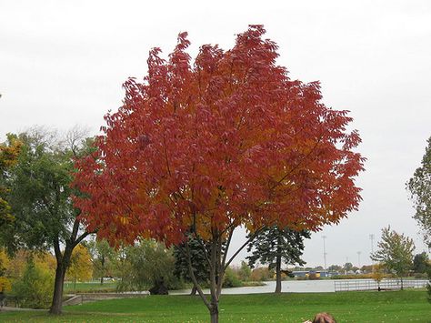 Autunm Leaves See Belinda's head?? Acer Orange Dream, Acer Palmatum Orange Dream, Fall Red Leaves, Acer Platanoides Crimson King, Red Oak Tree, Acer Palmatum Bloodgood, State Of Kansas, Tree Identification, Free Fruit