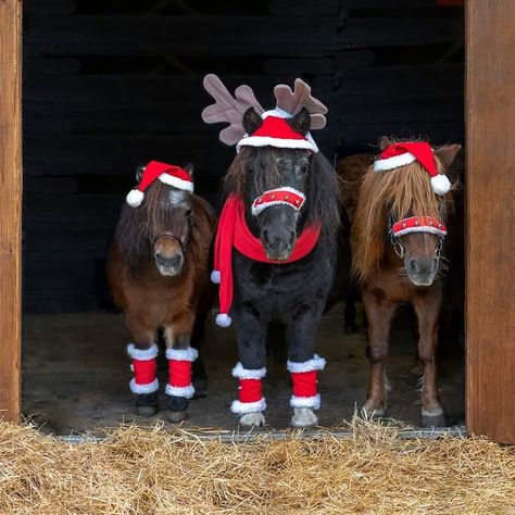 Horse Senior Pictures, Apple Dumpling, Miniature Ponies, Funny Horse Pictures, Pictures With Horses, Family Christmas Card Photos, Winter Horse, Horse Costumes, Christmas Horses