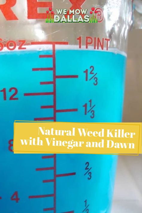 Vinegar Dawn Salt Weeds, Vinegar And Dawn To Kill Weeds, Vinager To Kill Weeds, Dawn Dish Soap And Vinegar For Weeds, Vinegar For Weeds, Kill Weeds With Vinegar, Apple Cider Vinager, Kill Weeds Naturally, Killing Weeds