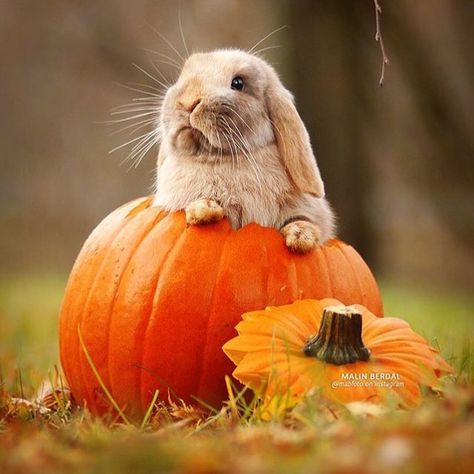 . Happy Halloween 🎃 . . 🎉 Big congrats to @mabfoto 🎉 .  Selected by: @lifeofmill  Thank you @mabfoto for sharing your photo with us! ______________________ Follow @fabbunnies and tag #fabbunnies for a chance to be featured _______________________ #bunny #rabbit #kanin #usagi #lapin #coniglio #conejo  #bunniesworldwide #ウサギ #bunnies #rabbitsofinstagram Bunny Room, Rabbit Pictures, Rabbit Photos, Bunny Mom, Pet Bunny, Halloween Photoshoot, Funny Bunnies, Baby Bunnies