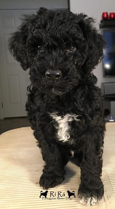 Puppy Planning, Portuguese Water Dog Puppy, Portugese Water Dogs, Doggy Door, Dog Tumblr, Diy Dog Collar, Hypoallergenic Dogs, Portuguese Water Dog, Dog Puppies