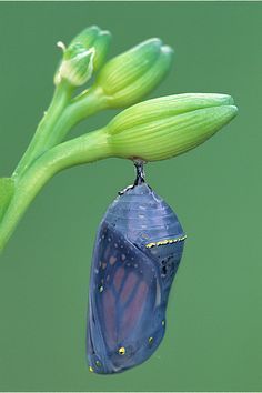 Monarch butterfly Chrysalis by Steve Gettle Monarch Butterfly Cocoon, Butterfly Crisalys, Butterfly Leaving Cocoon, Chrysalis Sculpture, Chrysalis Tattoo, Chrysalis Craft, Monarch Chrysalis, Butterfly Pupa, Butterfly Cocoon