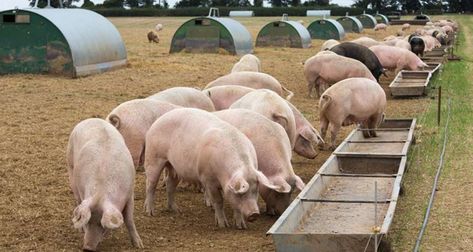 Pigs Eat Pig Diet, Cheap Diet, Anaerobic Digestion, Pig Feed, Raising Pigs, Pigs Eating, Pig Farming, Digestive System, Raw Material