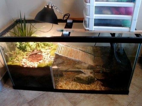 This is good for three turtles to live in. this is so cool when I put in the ramp it mad the home better. Turtle Terrarium Ideas, Small Turtle Tank, Tartaruga Habitat, Aquatic Turtle Habitat, Turtle Tank Ideas, Turtle Cage, Turtle Tank Setup, Turtle Enclosure, Hermit Crab Tank