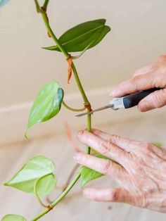 Philodendron Brasil Propagation, Propagating Philodendron, Philodendron Propagation, Philodendron Brazil, Propagation Tips, Heartleaf Philodendron, Philodendron Brasil, Indoor Vines, Greenhouse Construction