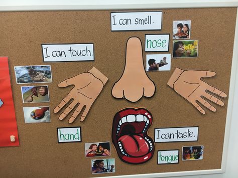 Senses board Senses Bulletin Board Ideas, 5 Senses Bulletin Board Ideas, Five Senses Preschool, 5 Senses Activities, Preschool Program, Senses Preschool, Senses Activities, Preschool Rooms, Preschool Programs