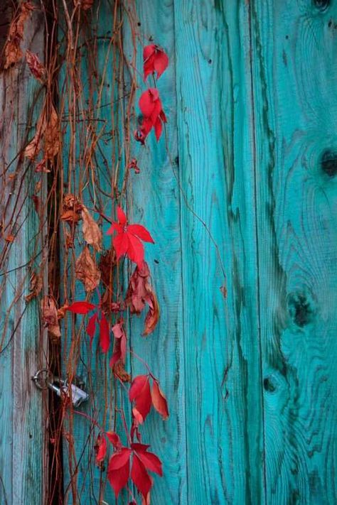 Imgur Post - Imgur Bild Gold, Turquoise Aesthetic, Peeling Paint, Shades Of Turquoise, Red And Teal, Red Turquoise, Aqua Turquoise, Tumblr Wallpaper, Colour Board