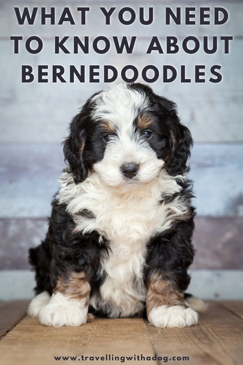 Here's what you need to know about Bernedoodle puppies and dogs if you're thinking about getting one. Bernese Mountain Dog Poodle, English Dogs, Top Dog Breeds, Mini Bernedoodle, Big Dog Breeds, Bernedoodle Puppy, Cool Dog, Dog Facts, Purebred Dogs