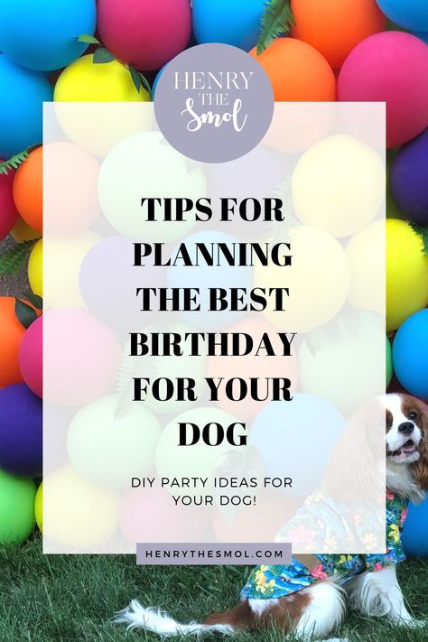 Dog Birthday Party Activities For Dogs, Puppy First Birthday Party Dogs, Dogs Birthday Party Ideas, Diy Dog Party Decorations, Puppy Party Ideas For Dogs, Pet Party Ideas For Dogs, Birthday Party For Dog, Dog Birthday Party Ideas Decoration, Dogs First Birthday Ideas