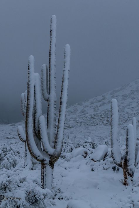 Winter In Arizona, Snow Desert, Snow In The Desert, Snowy Desert, Desert Snow, Cactus Forest, New Mexico Snow, Snow In Arizona, Arizona Aesthetic