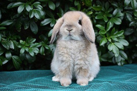 Mini Lop: Mini Lop Size: 4.5–6 lbs Appearance: Very round body with long, thick ears and a large head. Solid or broken patterned fur in a wide variety of colors. Personality: Greatly enjoy cuddling and human interaction, including being pet and held. Ease of Care: Needs to be able to run out of their enclosures. More likely to chew random objects than other breeds. Compatibility With Children: Incredibly sweet and easygoing, making them ideal pets for children. Health Concerns: No notable healt Mini Lop Bunny, Mini Lop Bunnies, Mini Lop Rabbit, Lop Bunnies, Lop Bunny, Pet Rabbit Care, Lop Rabbit, Mini Rabbit, Children Health