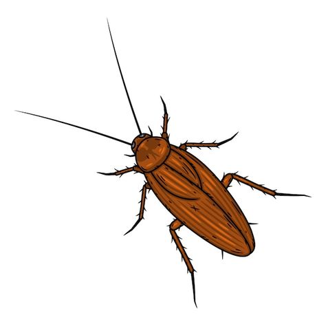 Roach Drawing Easy, Cockroach Painting, Roach Drawing, Cockroach Illustration, Cartoon Cockroach, Cockroach Drawing, Crow Images, Scene Illustration, Fear Factor