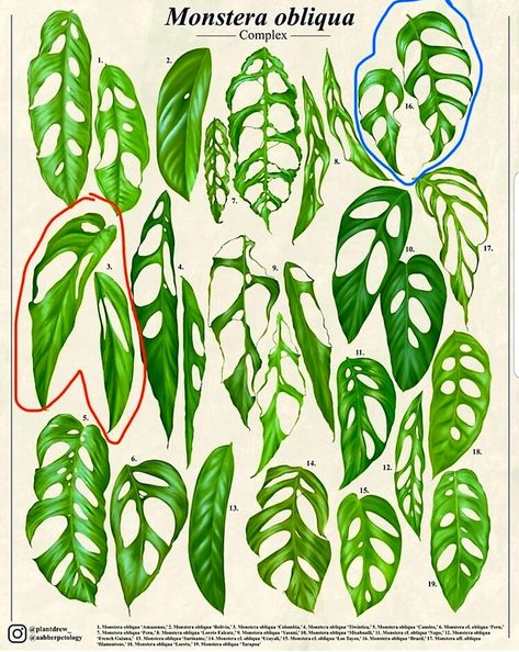 Plant Leaf Identification, Monstera Plant Care, Leaf Identification, Monstera Obliqua, Monstera Plant, Room With Plants, Fairy Houses, All Plants, Leaf Shapes